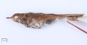 Media type: image;   Ornithology 16298